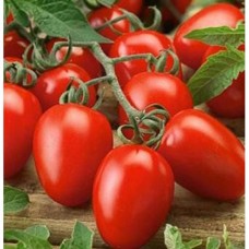 Насіння Помідор Лагідний, 0,1г